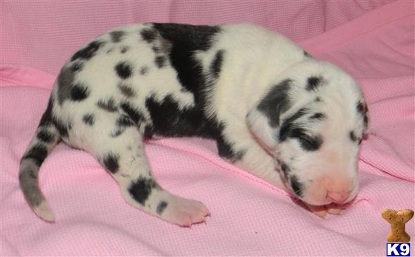 Great Dane Puppies in TX