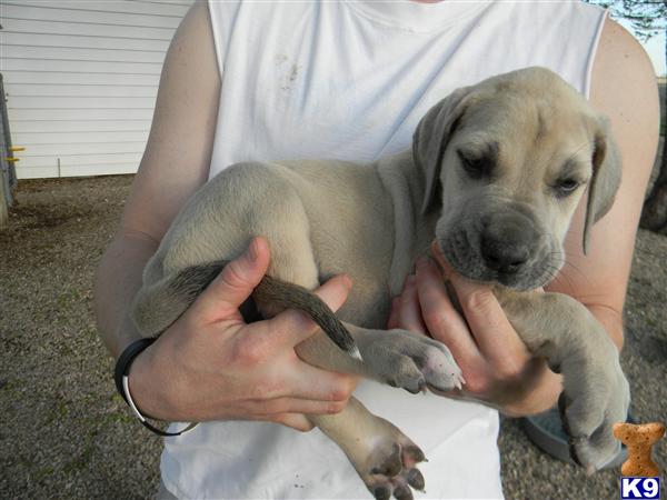 great dane puppies craigslist great danes for sale in breeds picture great dane puppies craigslist great danes for sale in breeds picture