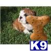 Puppies in Yuma