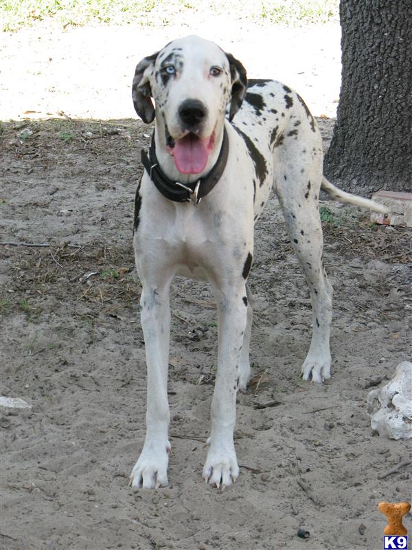Great Dane Puppies in TX