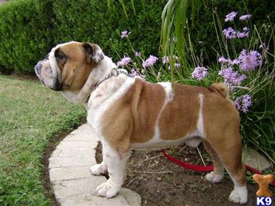 Stud Dogs - English Bulldog