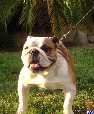 Stud Dogs - English Bulldog