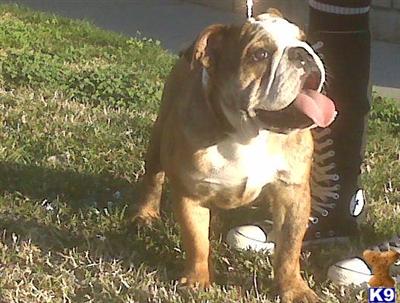 Dogs - English Bulldog