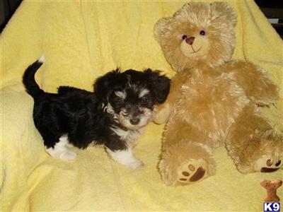 Puppies in VA
