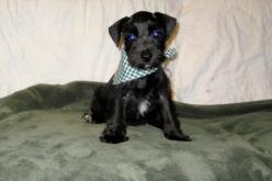 Miniature Schnauzer Puppies in TX