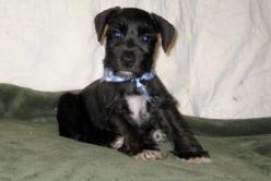 Miniature Schnauzer Puppies in TX