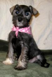 Miniature Schnauzer Puppies in TX