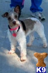 Miniature Schnauzer Puppies in TX