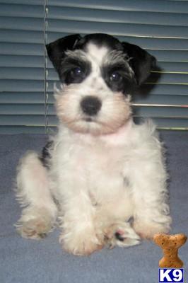 Miniature Schnauzer Puppies for Sale