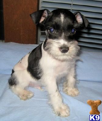 Miniature Schnauzer Puppies for Sale