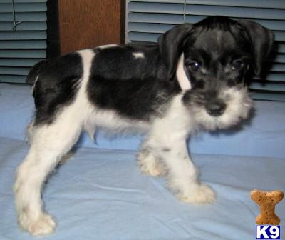 Miniature Schnauzer Puppies for Sale