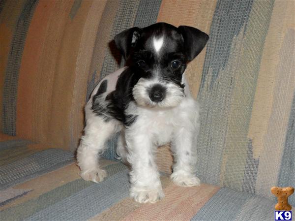 Miniature Schnauzer Puppies