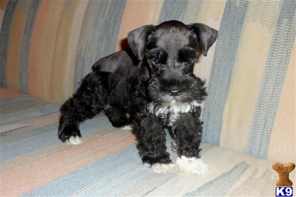 Miniature Schnauzer Puppies in TX