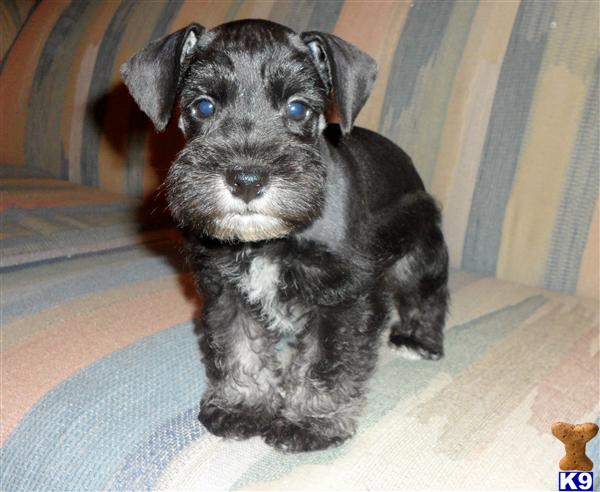 Miniature Schnauzer Puppies in TX