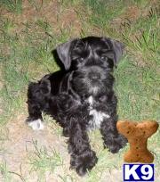 Puppies in Commerce