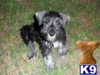 Puppies in Commerce