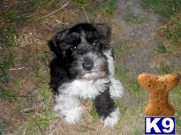 Puppies in Commerce