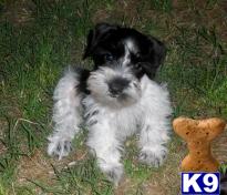 Puppies in Commerce