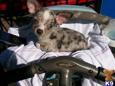 Chihuahua Puppies for Sale