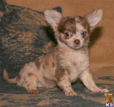 Chihuahua Puppies for Sale