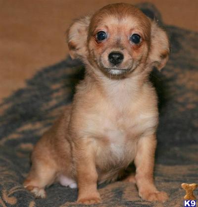Chihuahua Puppies for Sale