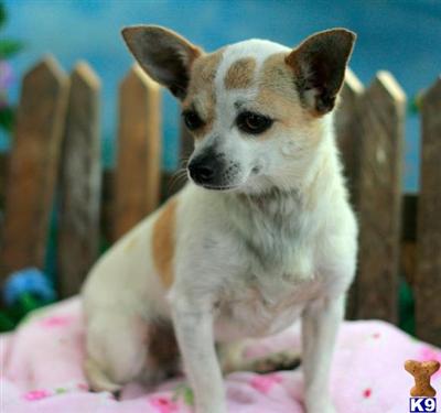 Chihuahua Puppies for Sale