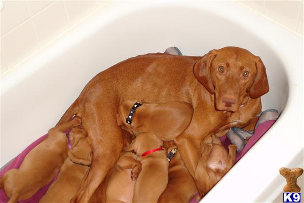 Vizsla Puppies
