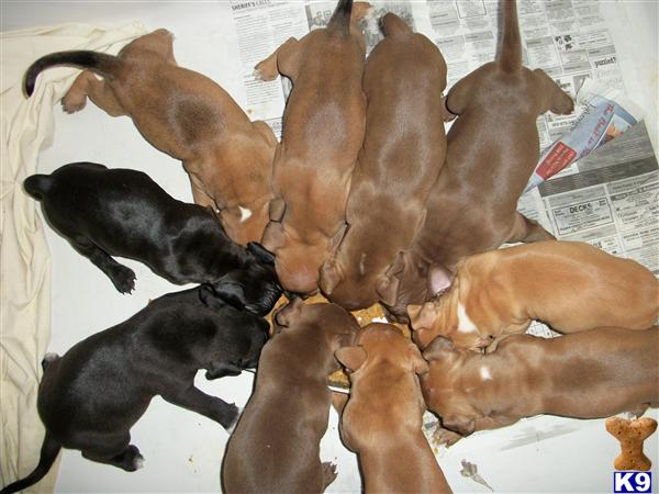 Puppies in Syracuse