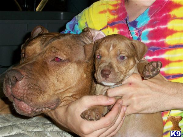 Puppies in Syracuse