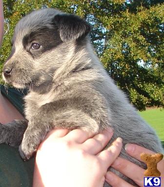 Puppies in MS