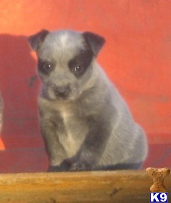 Puppies in MS