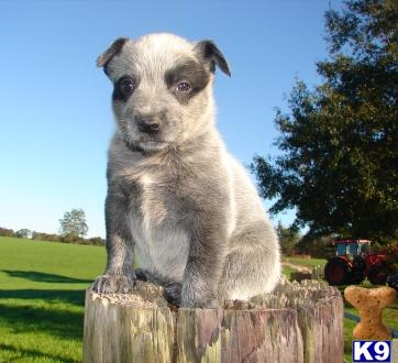 Puppies in MS