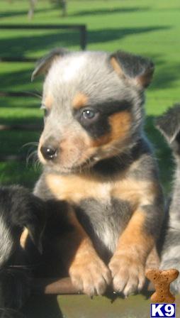 Australian Cattle Dog Puppies for Sale