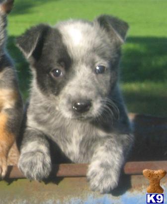 Australian Cattle Dog Puppies for Sale