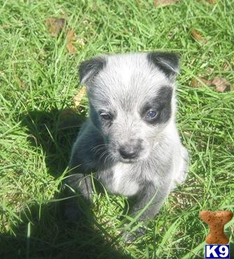 Australian Cattle Dog Puppies for Sale