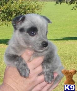 Australian Cattle Dog Puppies for Sale