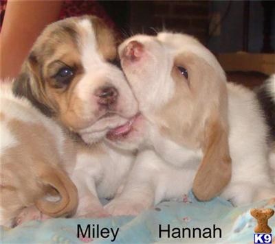 Beagle Puppies for Sale