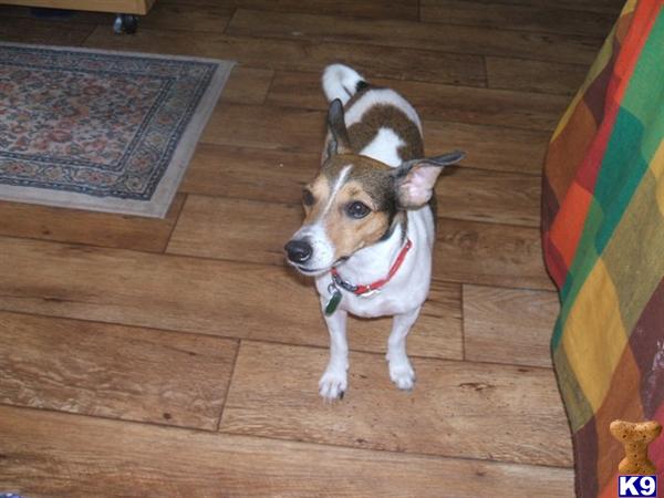 Dogs for Sale in MO