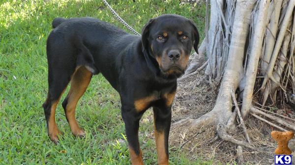 Dogs - Rottweiler