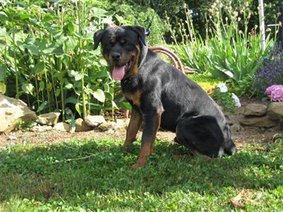 Dogs - Rottweiler