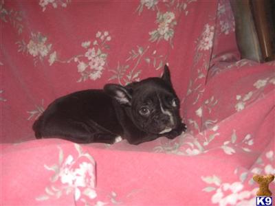 French Bulldog Puppies for Sale