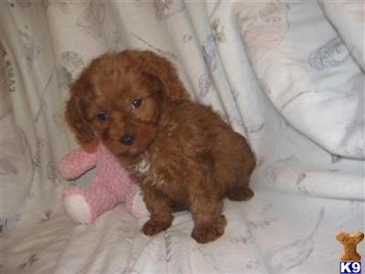 Puppies in OH