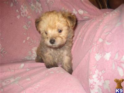 Puppies in OH