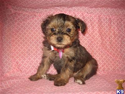 Puppies in OH