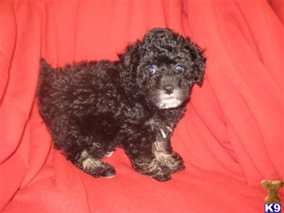 Poodle Puppies for Sale