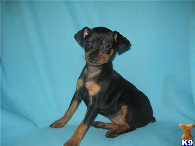 Miniature Pinscher Puppies for Sale