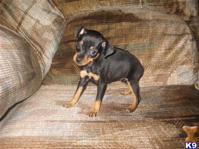 Miniature Pinscher Puppies for Sale