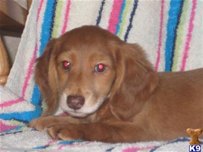 Dachshund Puppies for Sale