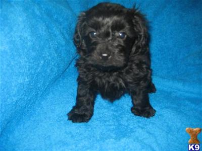 Mixed Breed Puppies for Sale