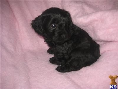 Mixed Breed Puppies for Sale